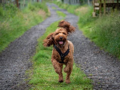 Image result for Cockapoo Running
