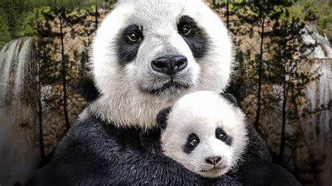 Born in China on Disney+ UAE | English German Japanese Spanish ...