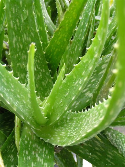 Aloe vera | Diseases and Pests, Description, Uses, Propagation