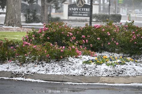 Snow in Gulf Shores? Beach pictures, videos from south Alabama’s ...