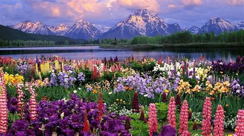 Nature Desktop Backgrounds Spring 的图像结果