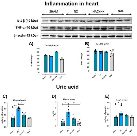 Early Administration of N-Acetylcysteine Provides Renal and Cardiac ...