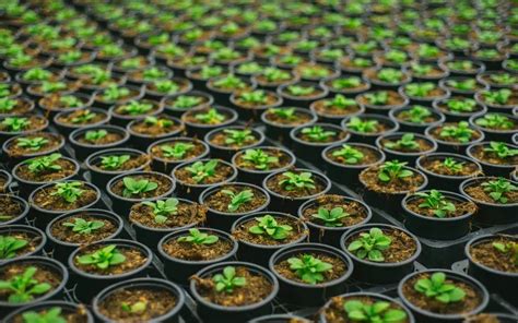 Best Plant Nurseries in Bangalore - Where to Buy Plants in Bangalore ...