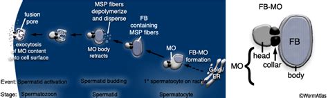 Image result for Germ Line Development