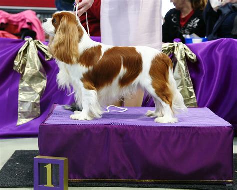 Oz Bred Bitch & Dog - Cavalier King Charles Spaniel Club of Victoria Inc.