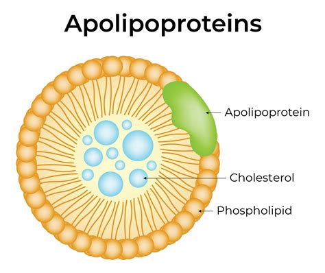 Apolipoproteins Science Design Illustration Diagram 45588167 Vector Art at Vecteezy