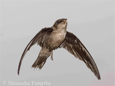 Chimney Swift