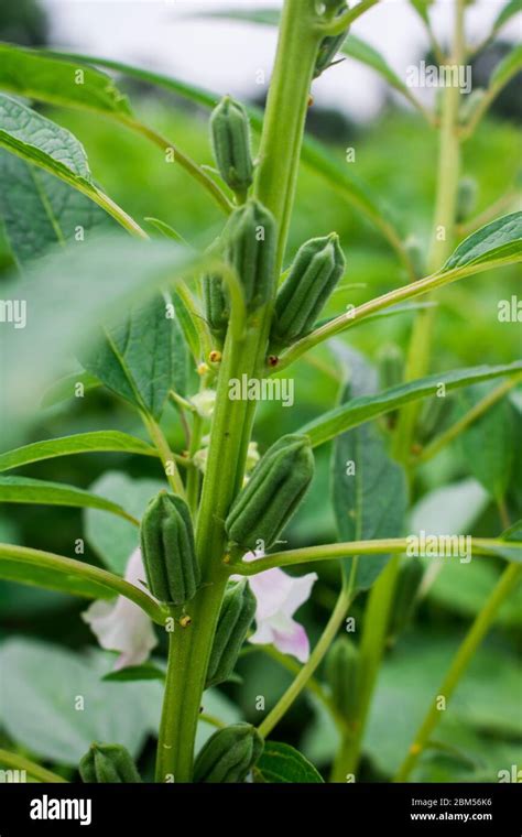 Image result for Sesame Seed Tree