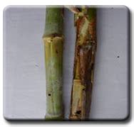 ORGANIC FARMING :: Pest Management of Agricultural Crops