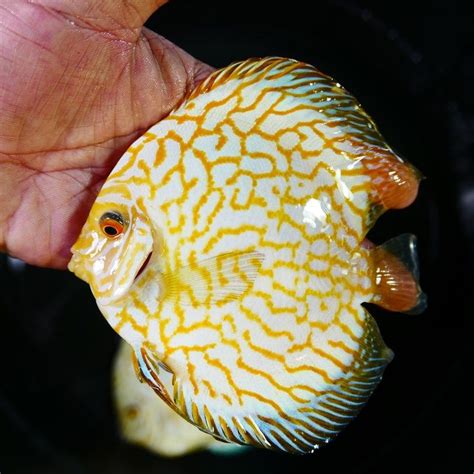 Yellow Checkerboard Discus 的图像结果