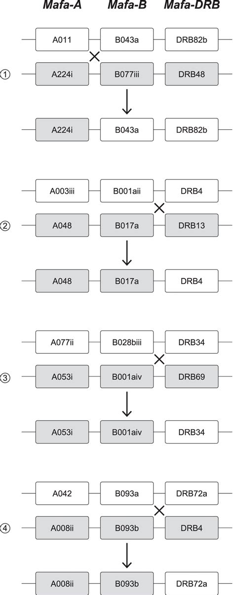 Schematic presentation of the four cross-over events observed in the ...