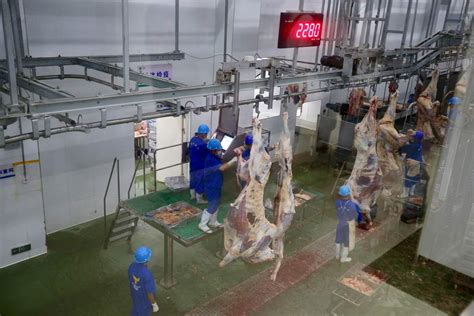 云南联手上海鹏欣打造中国肉牛产业航母