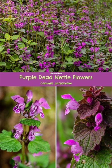 Purple Dead Nettle Uses: Proven and Traditional Benefits - GardensAll
