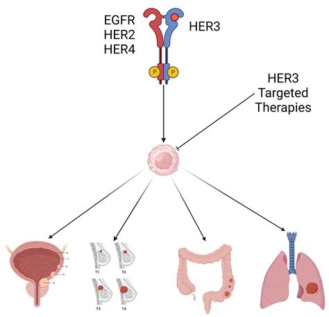 HER3 Alterations in Cancer and Potential Clinical Implications