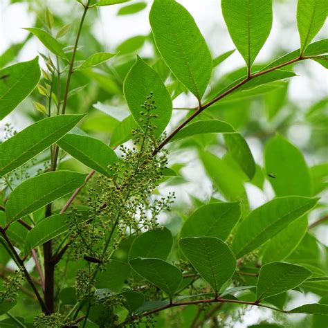 Poisonous Plants: Poison Ivy, Poison Oak, and Poison Sumac