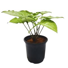 Buy Syngonium Green Plant with Pot Online | Manbhawan Nursery