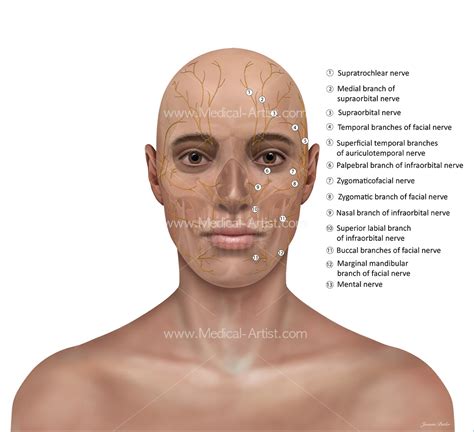 Illustrated Anatomy Of The Head And Neck Figuredrawing.info News: