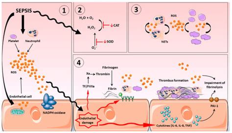 Neutrophils and the Systemic Inflammatory Response Syndrome (SIRS)