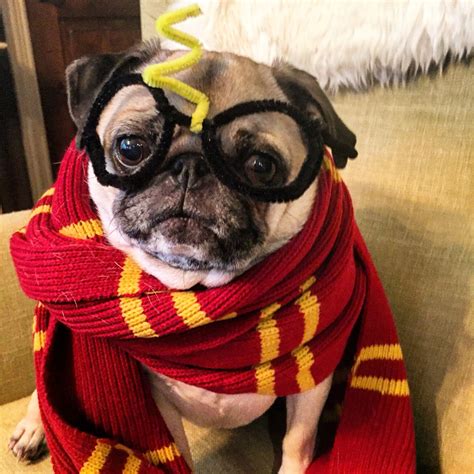 Harry Potter pug @heymeremere Instagram #pug #harrypotter Kittens In ...