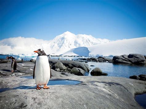Antartica Beaches: Did you know about these beautiful Antarctica ...