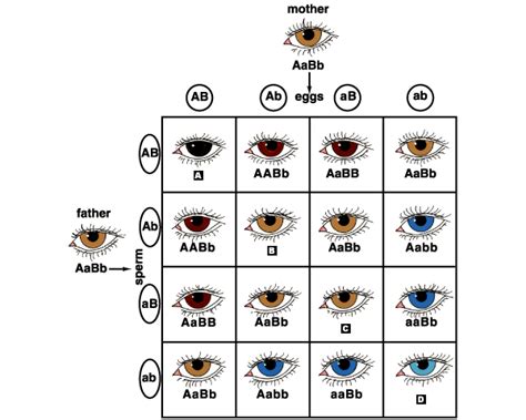 punnett square dominance genetics eye color png 2000x2000px punnett ...