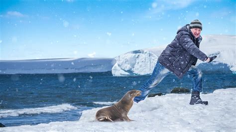 Leopard Seal Eating Human