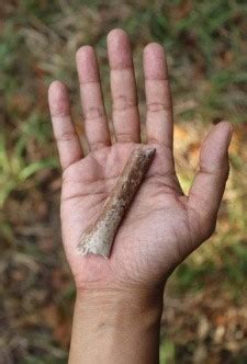 ‘Hobbits’, the extinct human species called Homo floresiensis., UPSC.