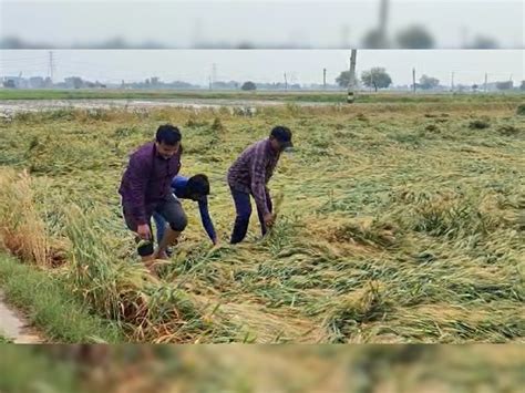 Delhi News Farmers crops destroyed after hailstorm heavy rain appeal to ...