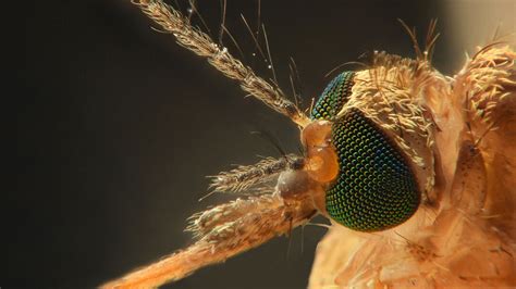 La vacuna contra la malaria es eficaz en los niños | Meer