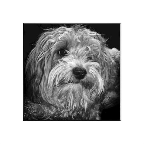 Havanese - Limited Edition of 5 Photography by Leopold Brix | Saatchi Art
