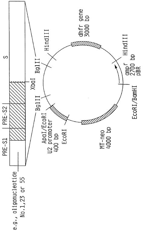 Hepatitis B surface antigen vaccine - Eureka | Patsnap