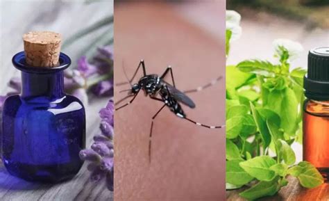 Lemongrass basil oil lavender oil will reduce the risk of dengue ...