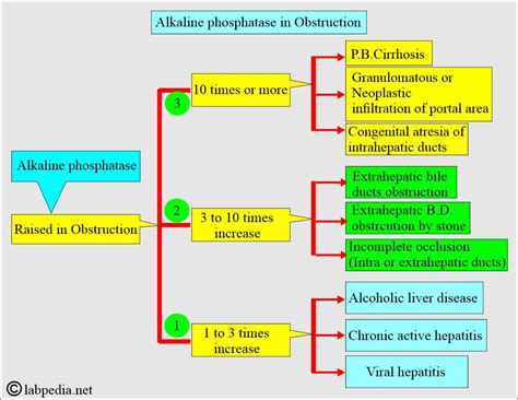 Alkaline phosphatase (ALP) - Labpedia.net