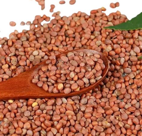 Purnaveda Muli Beej | Radish Seed Raphanus Sativus Whole Price in India ...