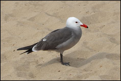 Beach Creatures | Any Given Sundry
