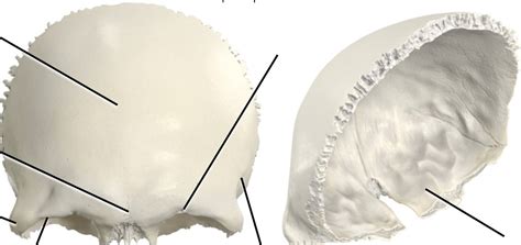 Image result for Frontal Bone Function