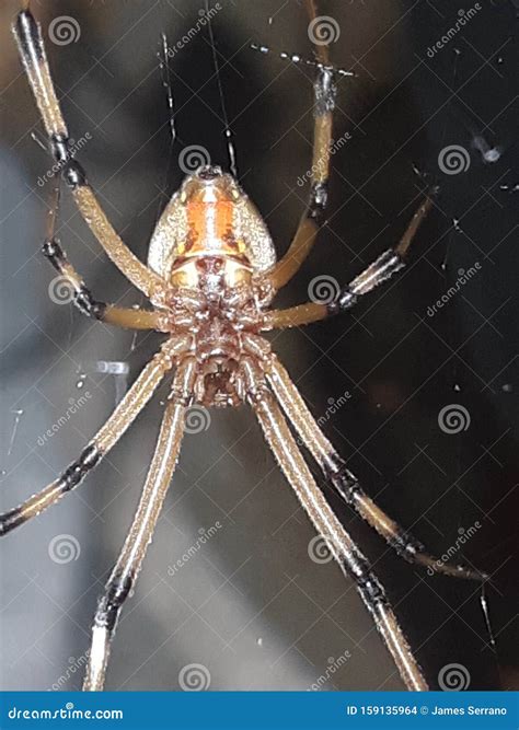 BROWN WIDOW SPIDER stock photo. Image of widow, arachnid - 159135964