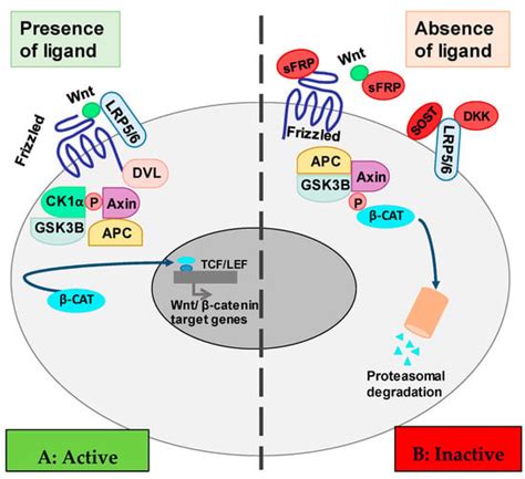 Klotho/FGF23 and Wnt Signaling as Important Players in the ...