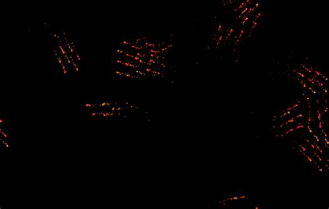 Boids Python 的图像结果