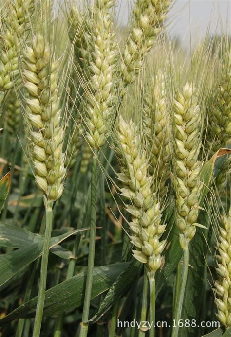 「图」供应高产优质小麦种子 百农207 高产粮食作物种子图片-马可波罗网
