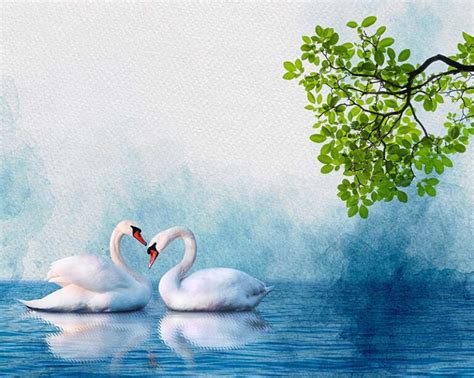 Angsa, White Swan Couple Art Wallpaper Mural - Magicdecor®