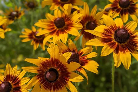 Best Perennial Plants You Can Grow In Your Garden | Plantly