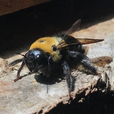 Carpenter Bee Pictures