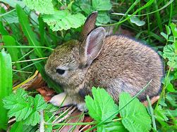 Image result for Newborn Rabbit Baby Bunnies