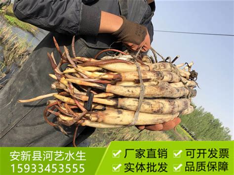 莲藕几月种植?浅水莲藕种植技术-种植技术-中国花木网