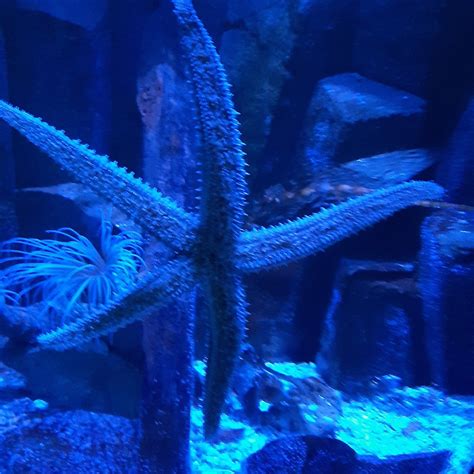SEA LIFE SCHEVENINGEN (2026) All You Need to Know BEFORE You Go (with ...