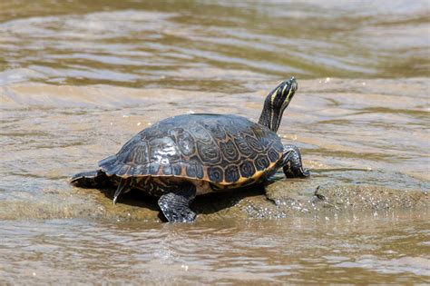 What Is The Average Size Of A River Cooter Turtle?