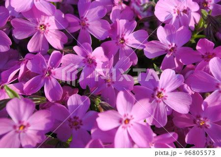 Image result for Alien-Looking Ahh