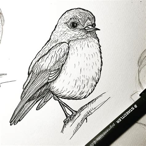 ink drawing bird