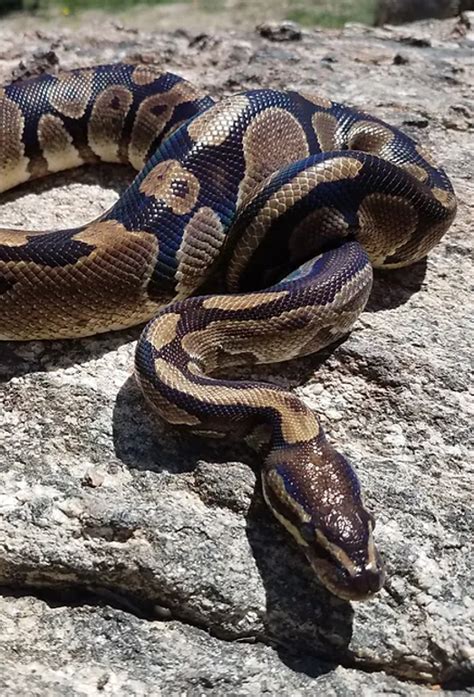 Image result for Royal Python Setup